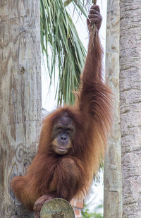 Low angle view of orangutan on tree in zoo