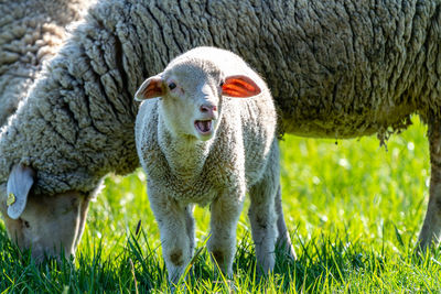 Portrait of a sheep in a field