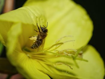 Close-up of bee on yellow flower