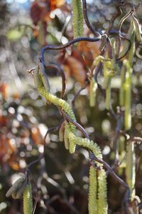 Close-up of plant growing on tree