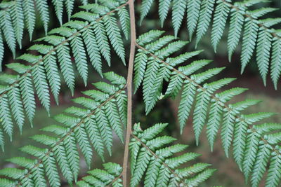 Close-up of fern leaves