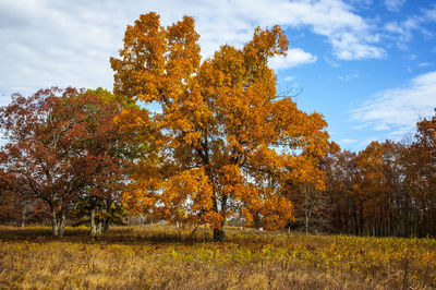 Autumn trees on field against sky