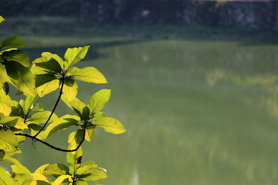 Close-up of plant against lake on sunny day