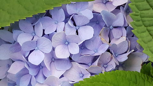 Close-up of purple hydrangeas blooming outdoors