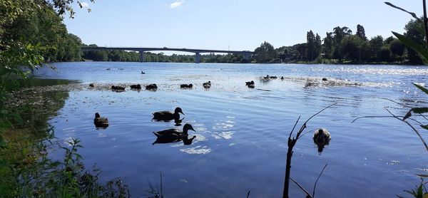 View of ducks swimming in lake