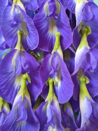 Close-up of purple flowering plants