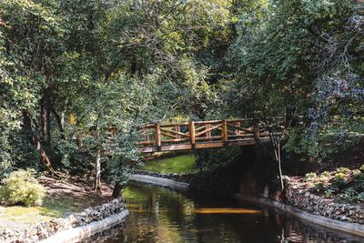 Bridge over river amidst trees in forest