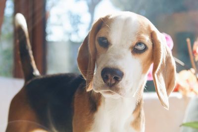 Close-up portrait of  beagle dog