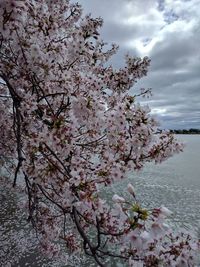 Close-up of cherry tree against sky