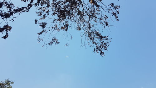 Low angle view of tree against clear blue sky