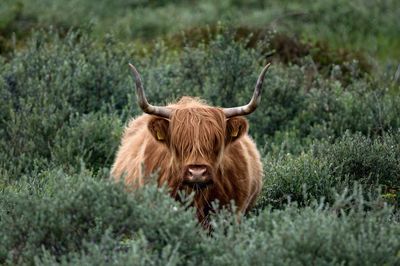 Highland cattle standing amidst plants
