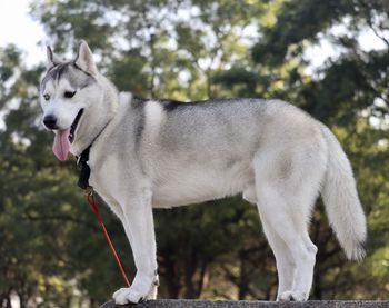 Close-up of a dog looking away