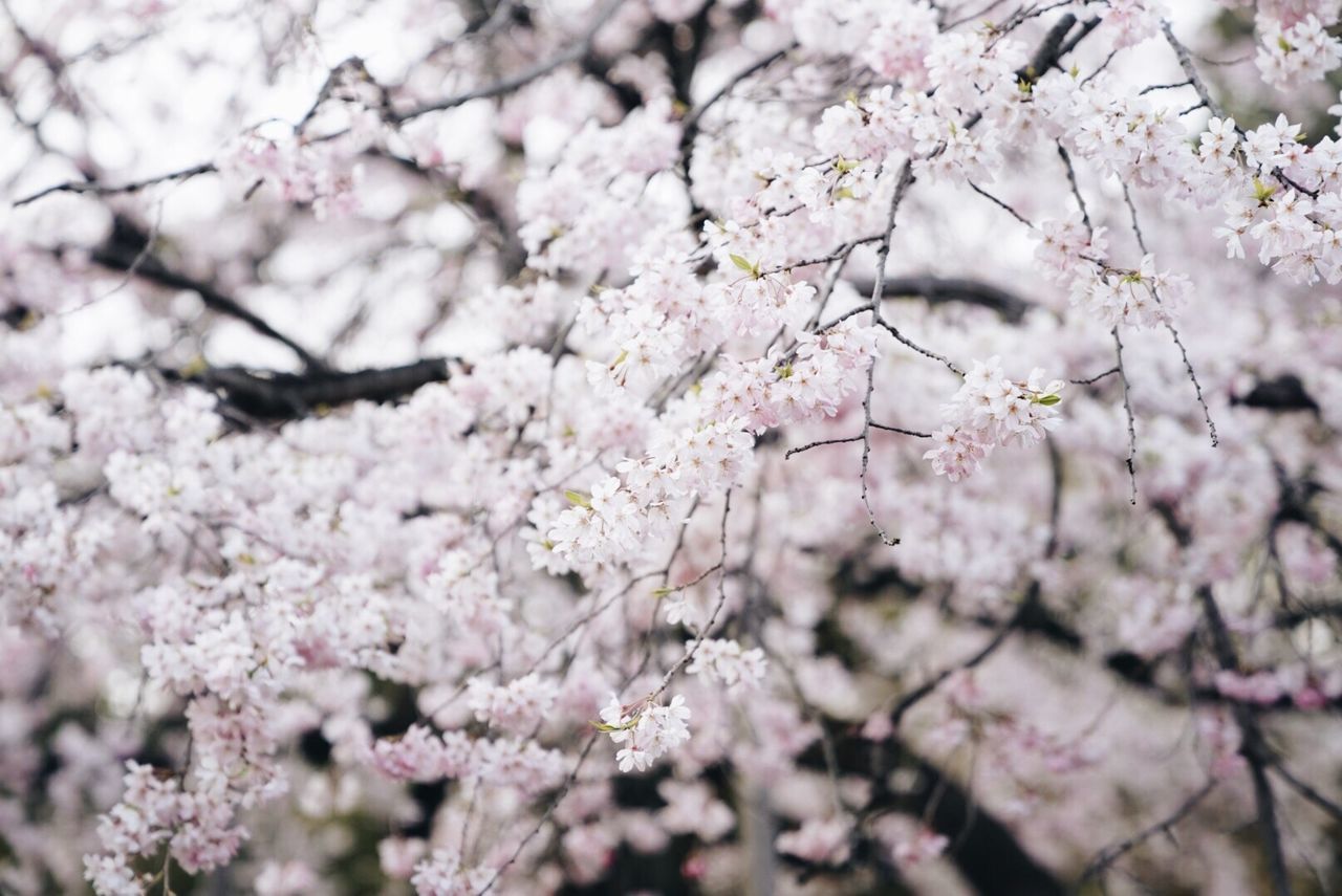 CHERRY BLOSSOMS IN SPRING