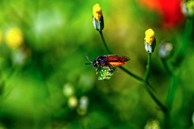Close-up of insect on flower