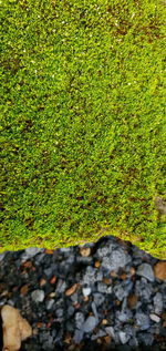 High angle view of moss growing on rock