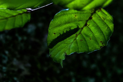 Close-up of green leaf on plant