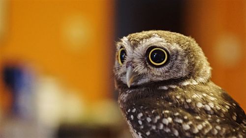 Close-up portrait of owl