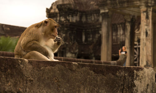 Monkey looking away in  the angkor wat temple