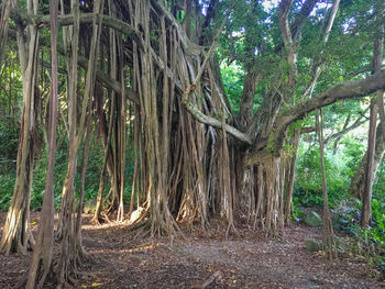 Trees growing in forest