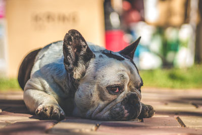 Close-up of dog relaxing outdoors