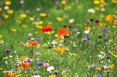 Close-up of flowering plants on field