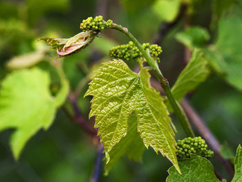 Ovary of grape fruit on a bush