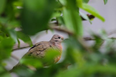 Close-up of bird perching on plant