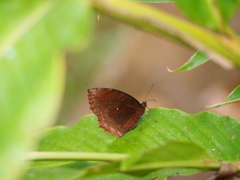 Close-up of butterfly on leaf