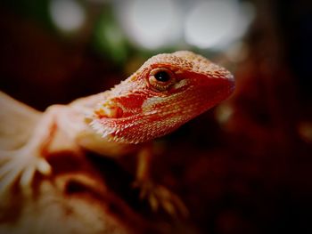 Bearded dragon 