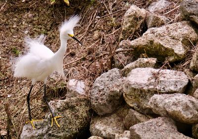 White bird perching on rock