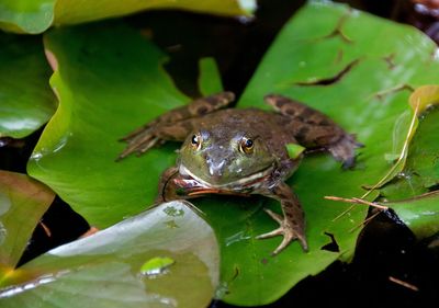 Close-up of frog on leaves in pond