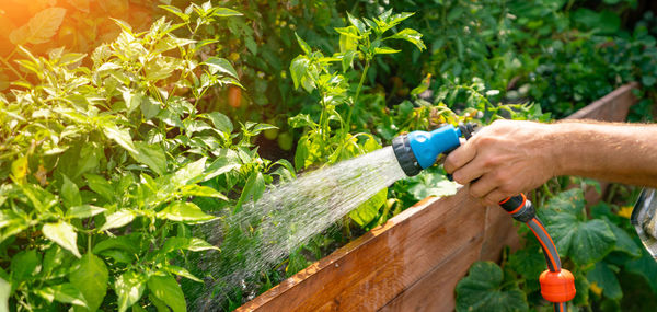 Cropped hand of man watering plants