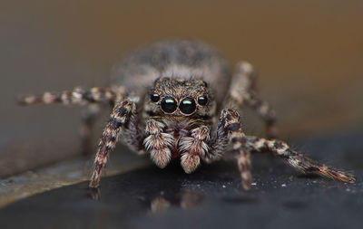 Close-up of spider