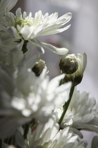 Close-up of white flowering plant