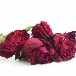 Close-up of roses against white background