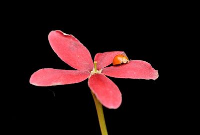 Close-up of frangipani flowers against black background