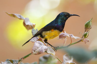 Close-up of bird perching on leaf