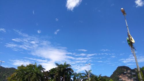 Low angle view of trees against blue sky