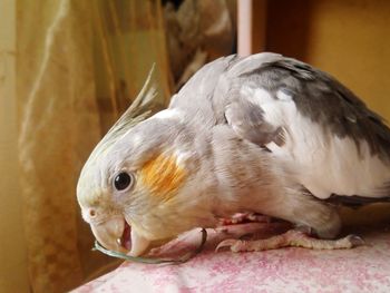 Close-up of a bird