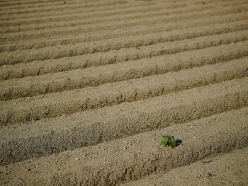 Full frame shot of agricultural field