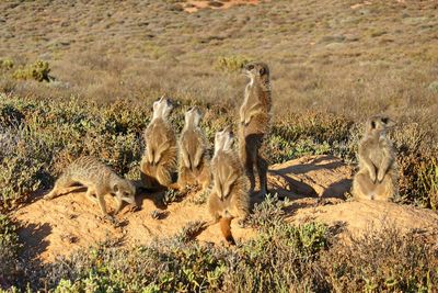 Meerkats standing on field