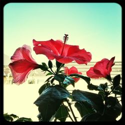 Close-up low angle view of red flowers