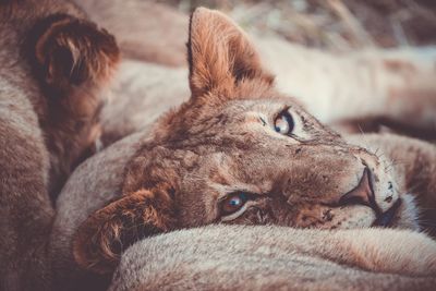 Close-up portrait of lioness in forest