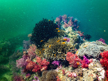 View of fish swimming in sea