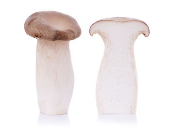 Close-up of mushroom on white background