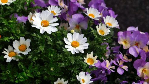 Close-up of fresh white daisy flowers
