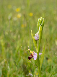 Close up low level marco viewe of bee orchid plant growing wild in green grass field