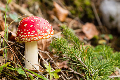 Close-up of fly agaric mushroom on field