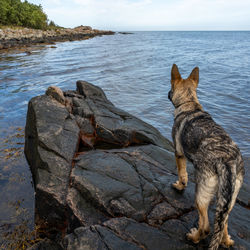 View of dog on rock by sea