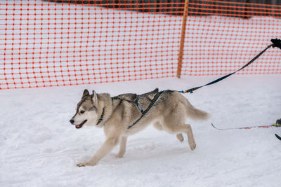 Dog on snow covered landscape